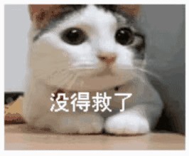 猫咪该如何托运