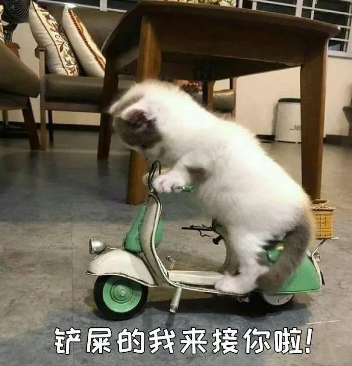 混得最差的一届猫咪：我为这个家付出了太多太多