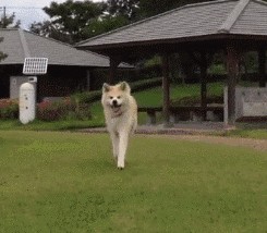 中华田园犬和秋田犬打架谁会赢