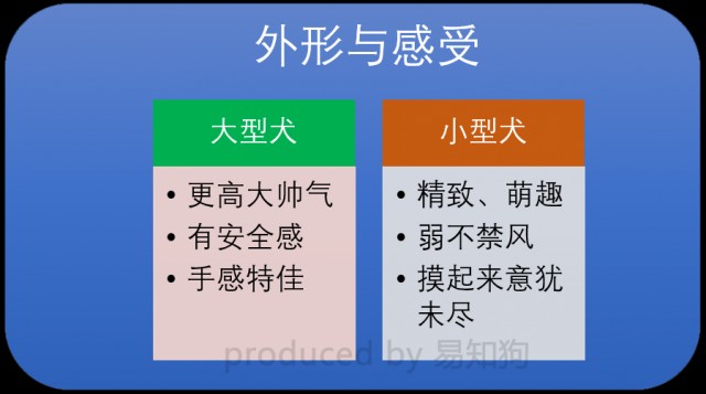 约克夏狗狗身材只有iPhone大，主人给它扎辫子就动口咬，还有救？