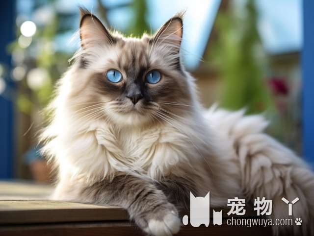 石家庄宠物生活馆猫咖值得一试吗?