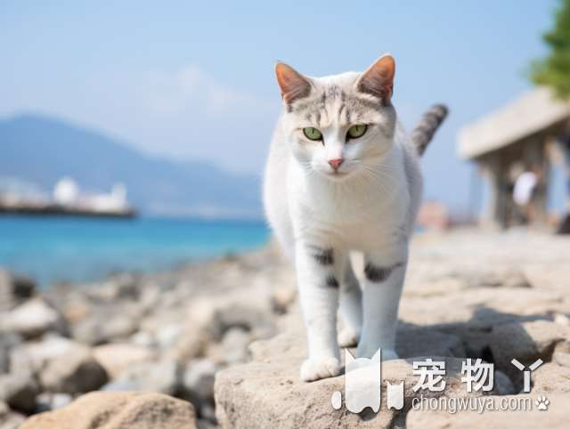 想要和可爱的猫咪亲密互动吗?